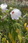 Swamp rosemallow